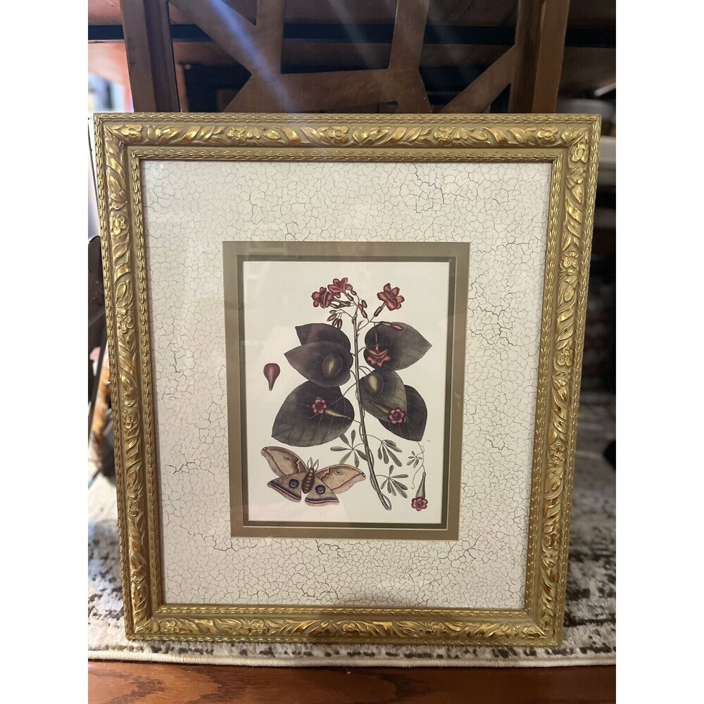 Framed Butterfly Print By Mark Catesby Floral Nature Matted Gold Frame 20x23